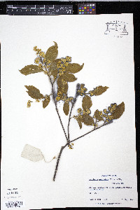 Symplocos paniculata image