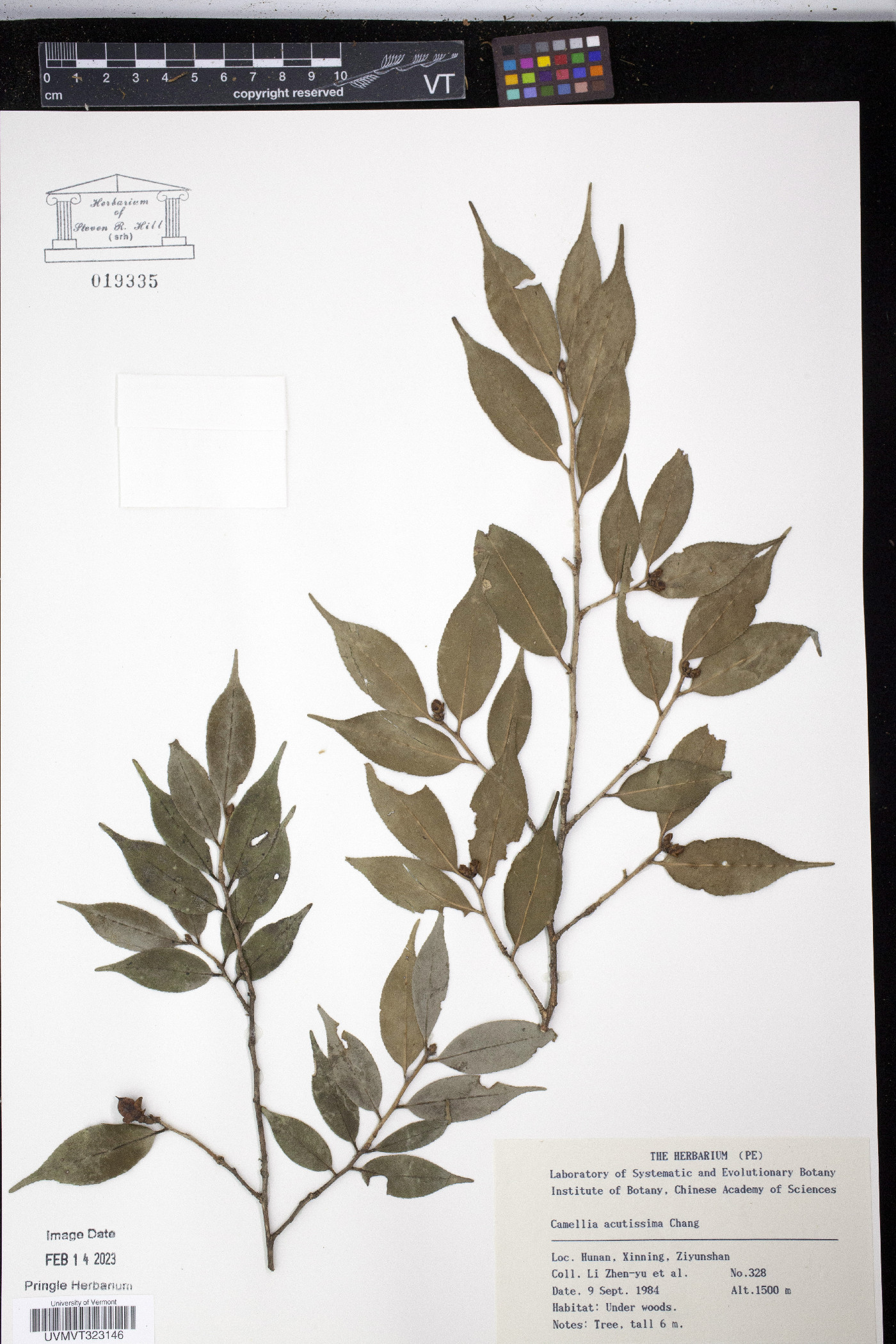 Camellia cuspidata image