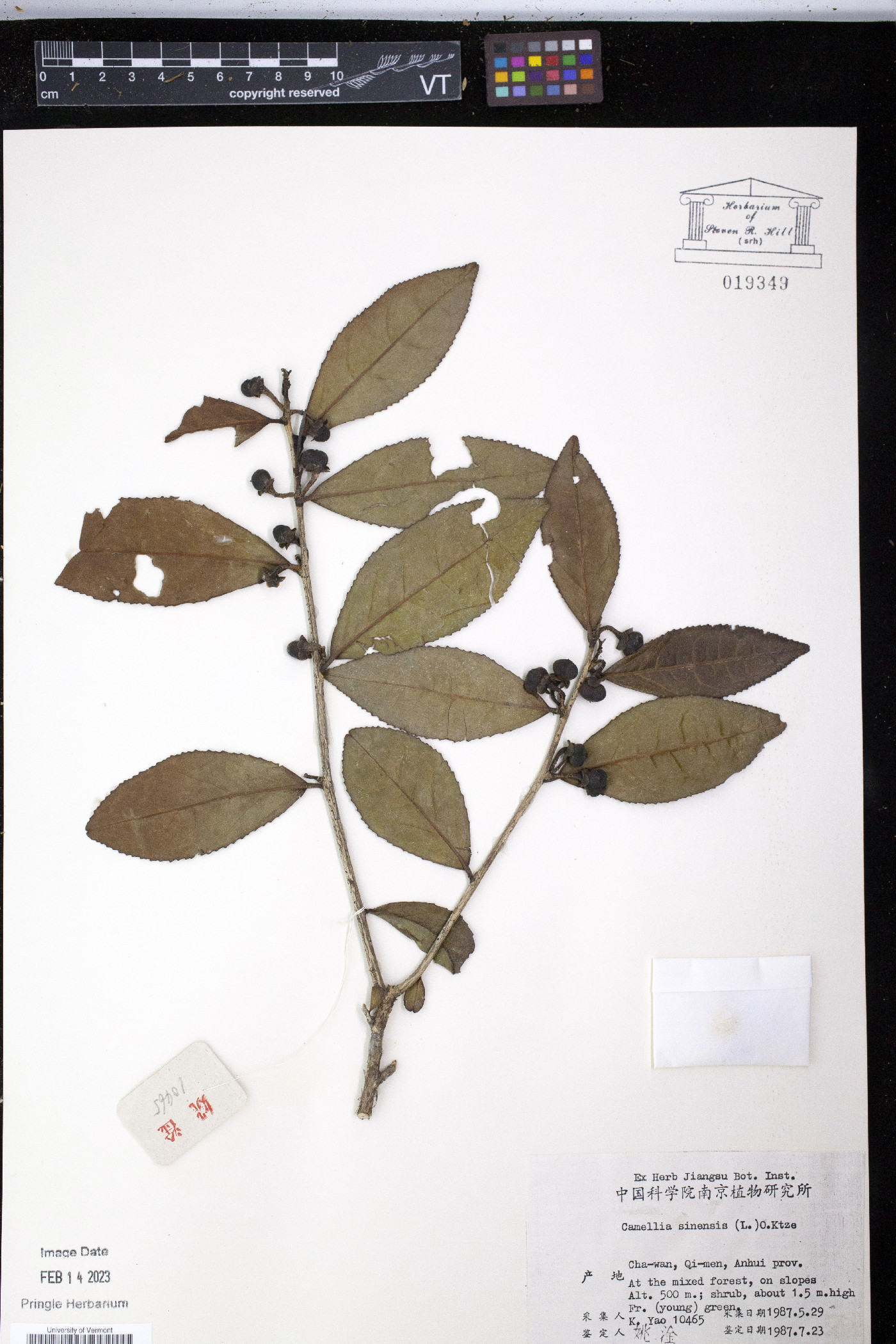 Camellia sinensis image