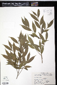 Image of Eurya loquaiana