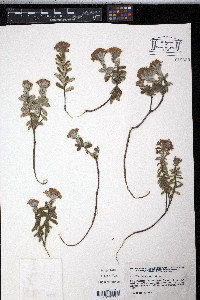 Daphne cneorum image