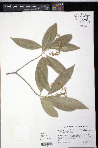 Daphnopsis americana image