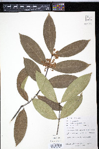 Image of Phaleria capitata