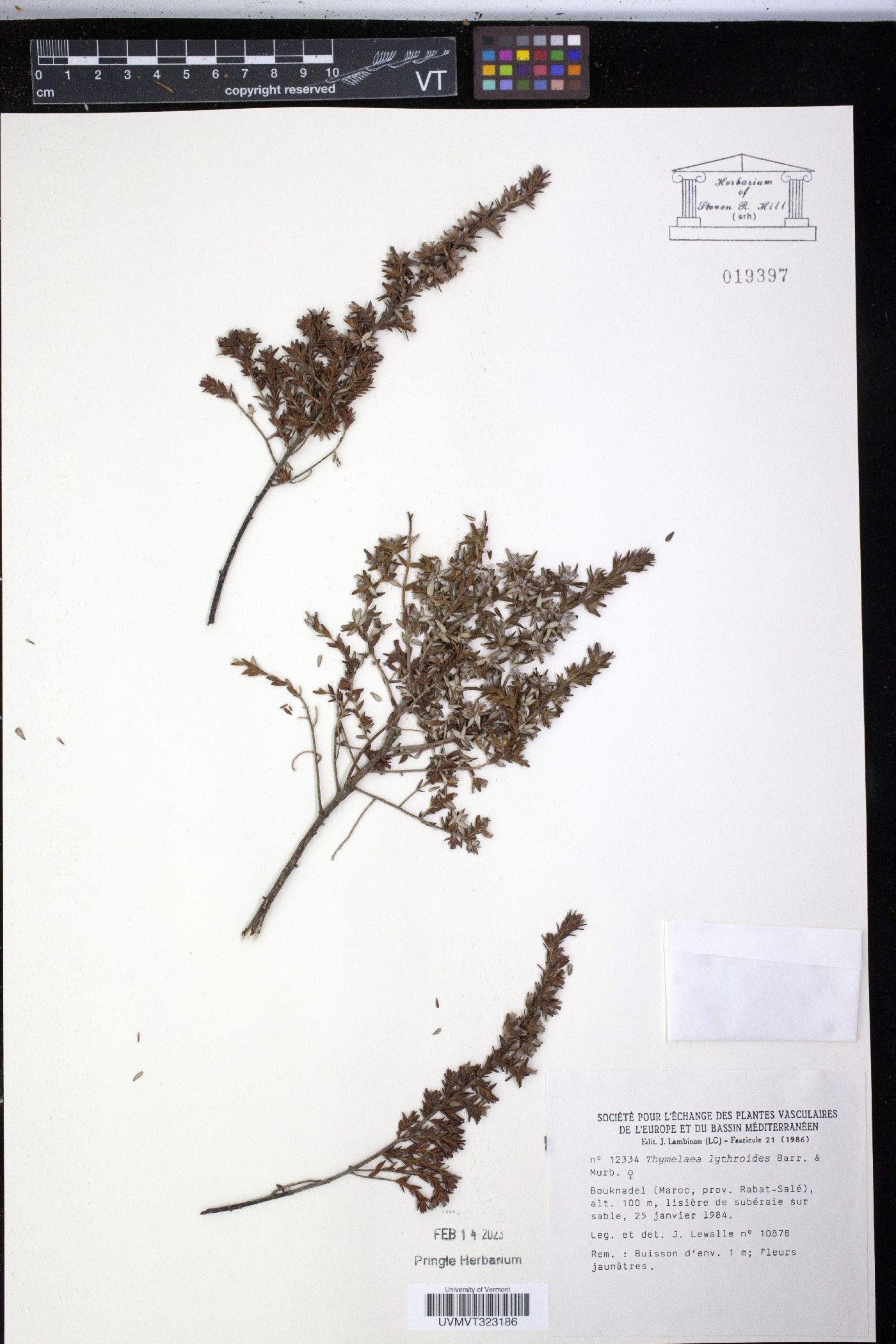 Thymelaea lythroides image