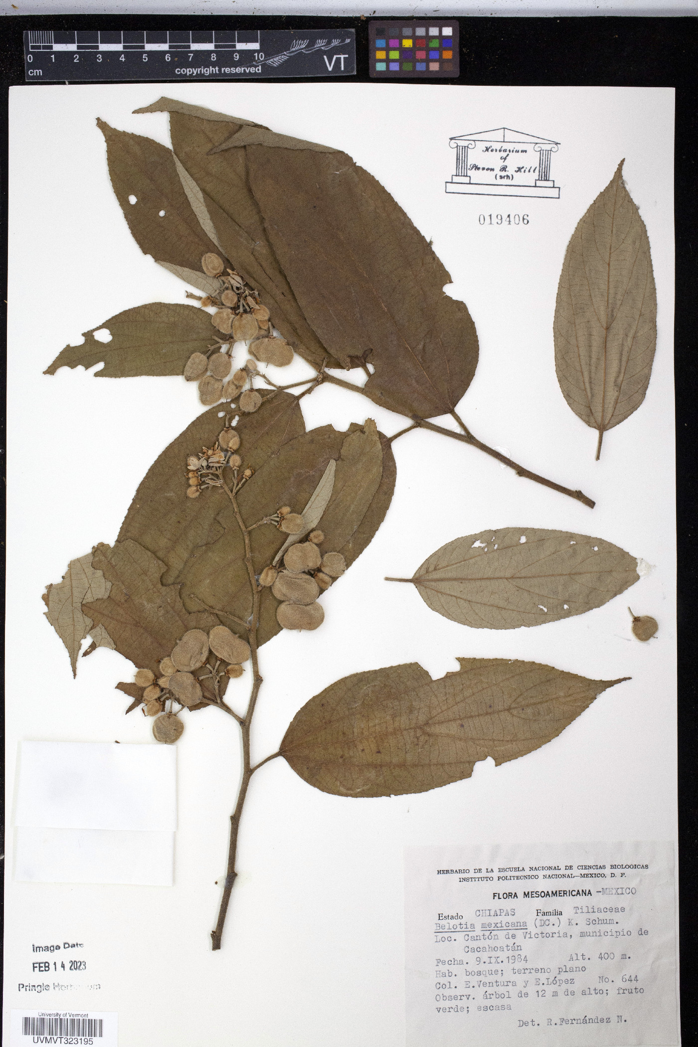 Belotia mexicana image