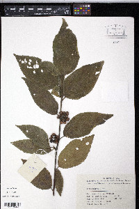 Grewia biloba image