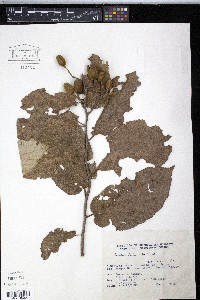 Luehea divaricata image