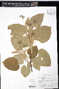 Tilia americana var. neglecta image