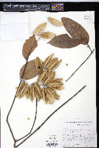 Image of Trigonia spruceana