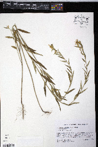 Piriqueta cistoides image