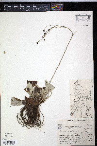 Adenocaulon chilense image