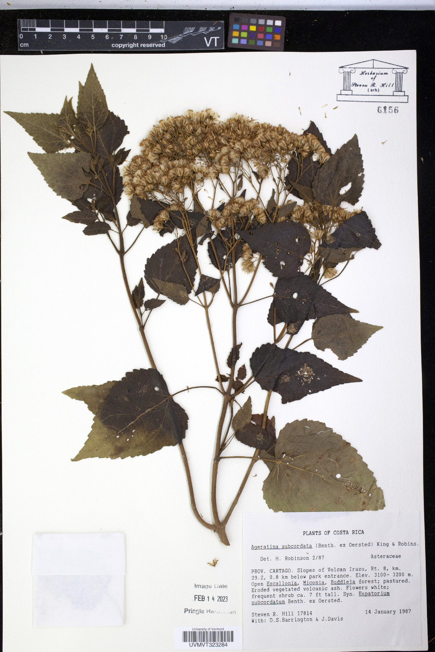 Ageratina subcordata image