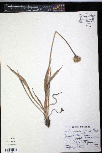 Agoseris glauca image