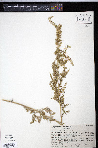 Ambrosia acanthicarpa image