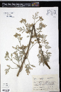 Ambrosia chamissonis image