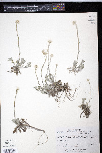 Antennaria neglecta image