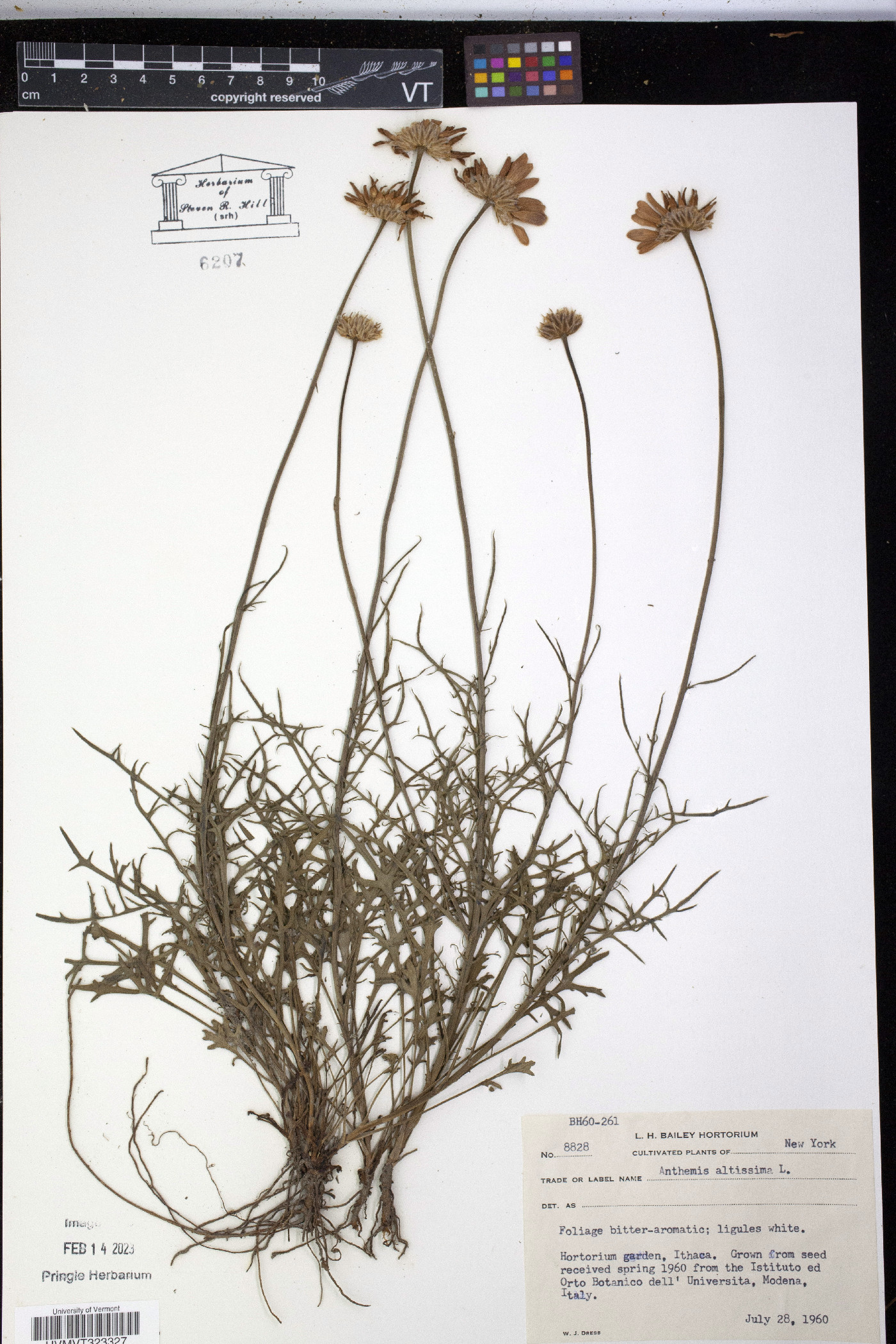 Anthemis altissima image