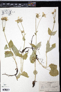 Arnica cordifolia image