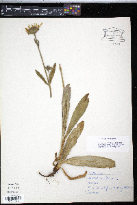 Arnica montana image
