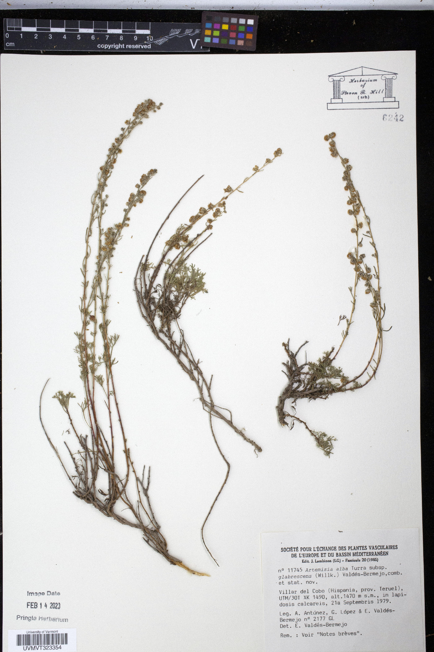 Artemisia alba image