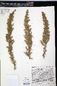 Artemisia californica image