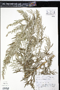 Image of Artemisia selengensis