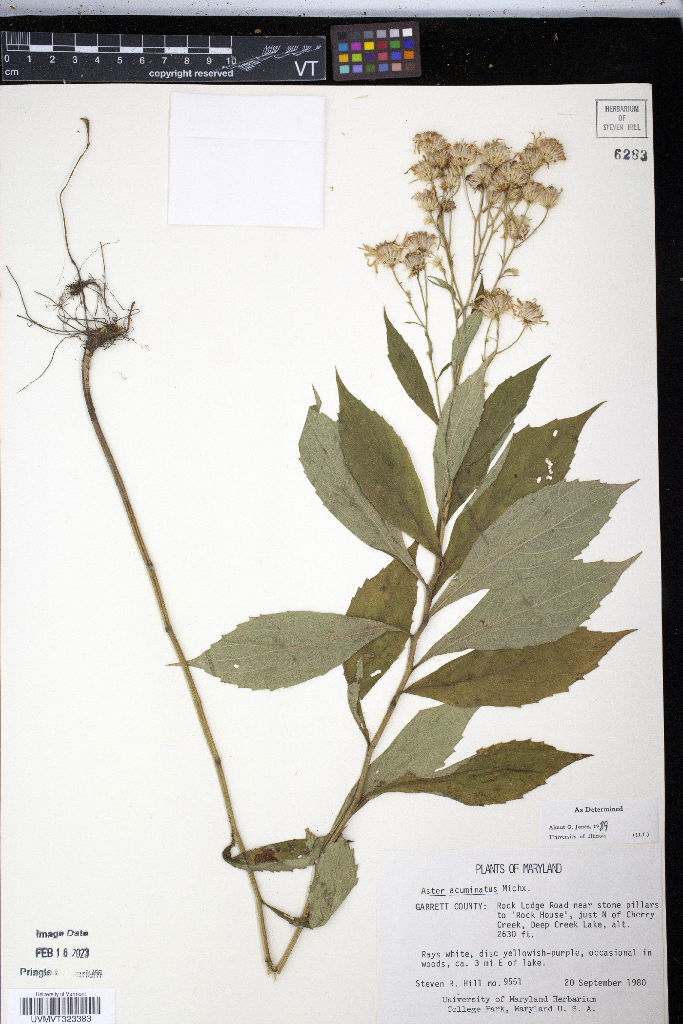 Aster acuminatus image