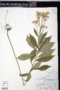 Aster acuminatus image