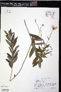 Aster blakei image