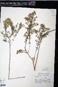 Symphyotrichum ericoides image