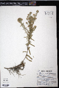 Symphyotrichum falcatum image