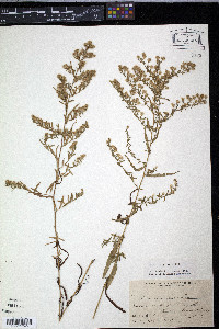 Aster fragilis image