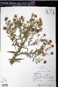 Symphyotrichum novae-angliae image