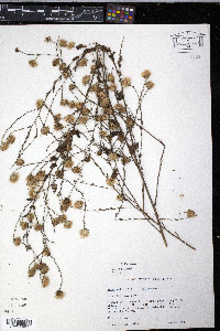 Symphyotrichum patens image