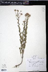 Symphyotrichum patens var. patens image