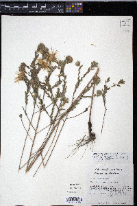 Aster microphyllus image