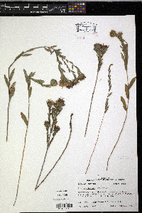 Aster microphyllus image