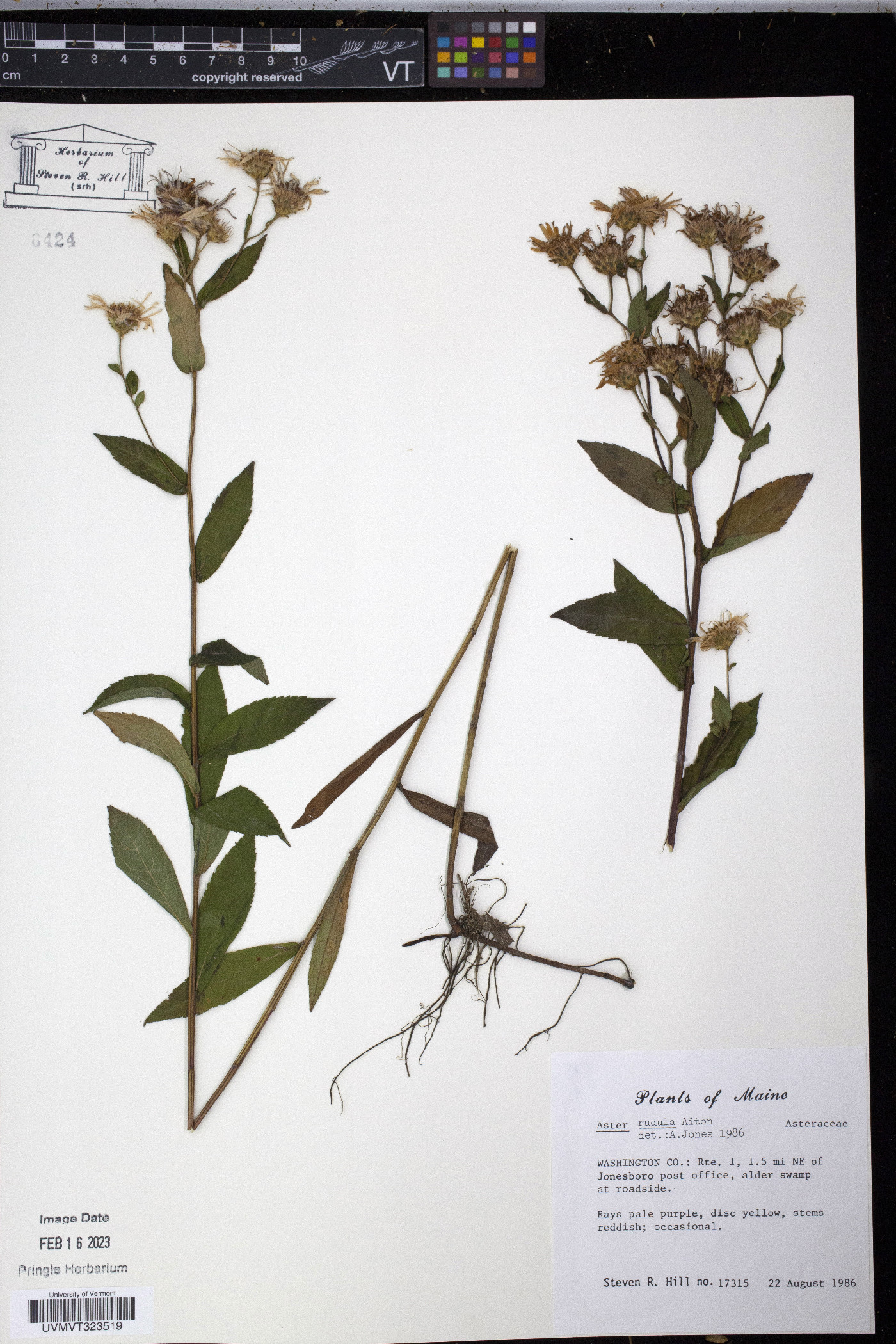 Aster radula image