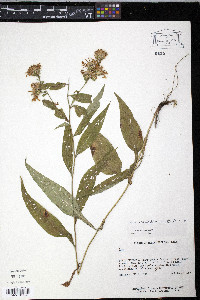 Aster retroflexus image