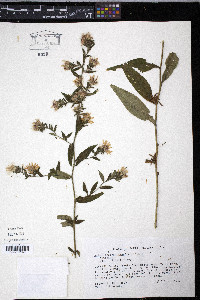 Aster retroflexus image