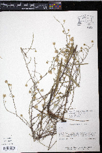 Aster simmondsii image