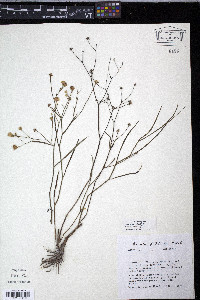 Aster tenuifolius image