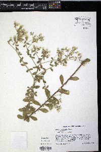 Sericocarpus tortifolius image