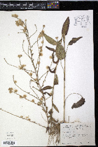 Symphyotrichum undulatum image