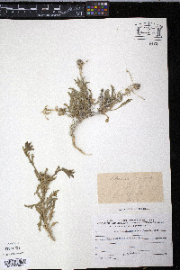 Image of Asteriscus graveolens
