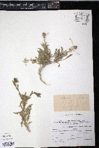 Asteriscus graveolens image