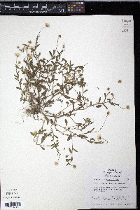 Astranthium integrifolium image