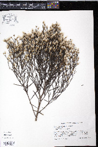 Baccharis angustifolia image