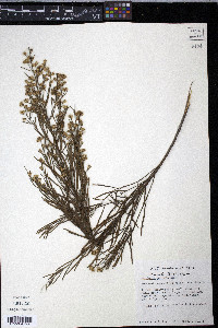 Baccharis neglecta image