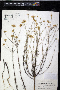 Balduina angustifolia image